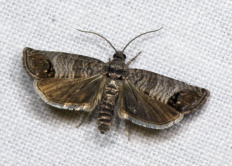 Tortricidae: Cydia pomonella